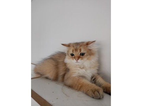 British longhair cok uyguna verilecek