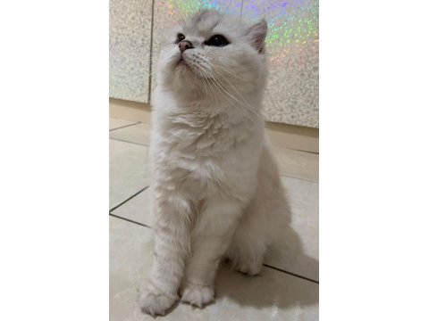 29 nisan doğumlu scottish fold bebekler