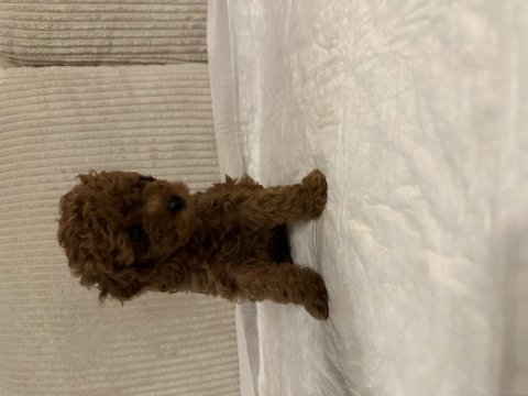 Muhteşem toy poodle