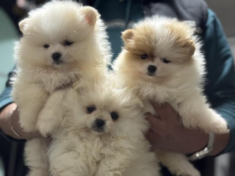 Ankranın en seçkin teddy face pomeranian yavruları
