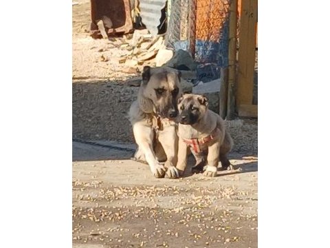 Saf kangal
