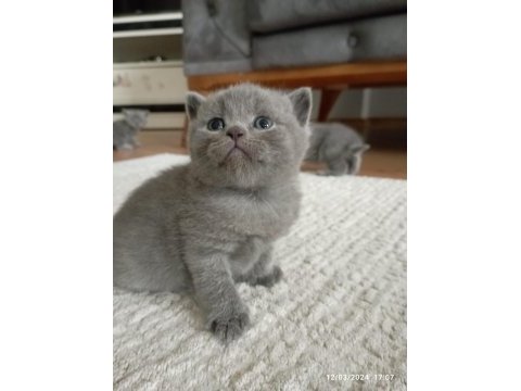 British shorthair gri yavru