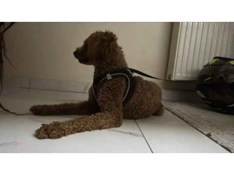 1.5 yaşında poodle
