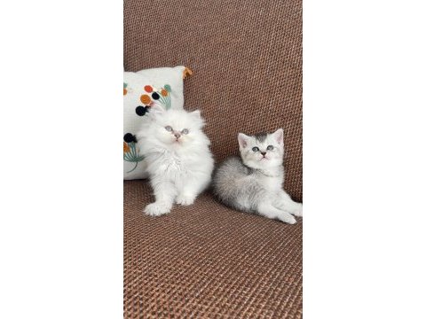 Kar topu sevenlere bebek kedilerim