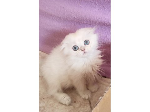 Scottish fold dişi