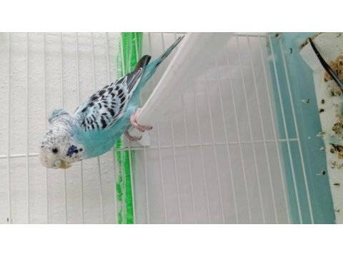 Sağlıklı bir dişi ve bir erkek japones muhabbet kuşu