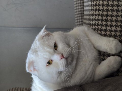 Scottish fold uysal