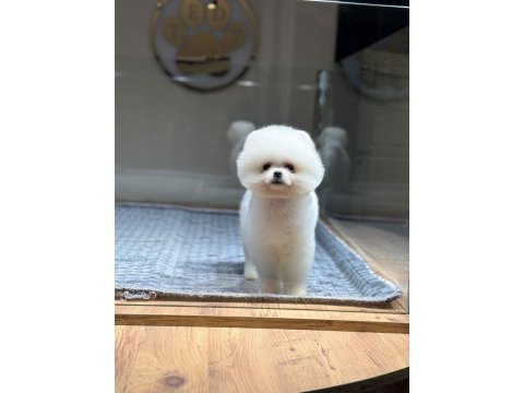 Pomeranian boo mini erkek yavrumuz oyuncu