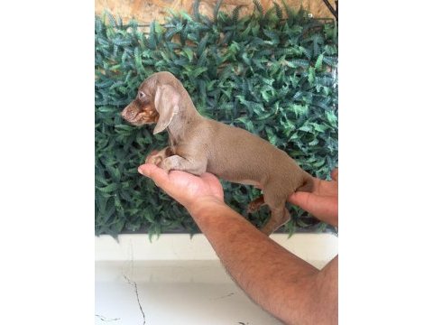İsabella mini dachshund tr de tek