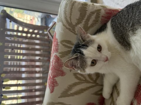British shorthair yavru kedimiz