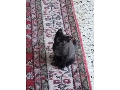 Dişi erkek yavru kediler