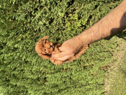 Toy poodle minyatür 0 numara