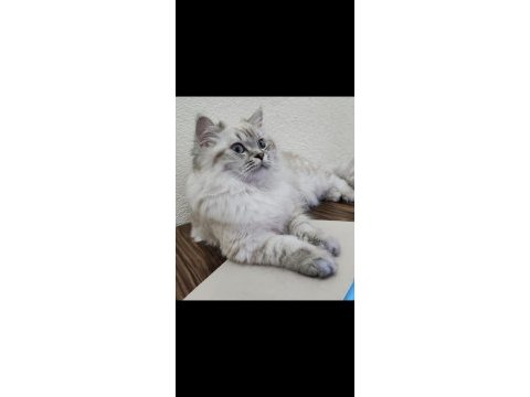 1.5 yaşında british longhair ücretsiz