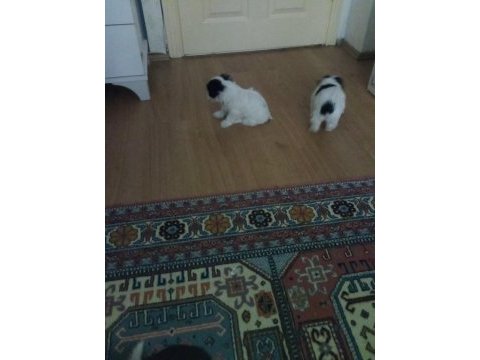 Yavrularım anne morkie baba maltese 0 numaradır