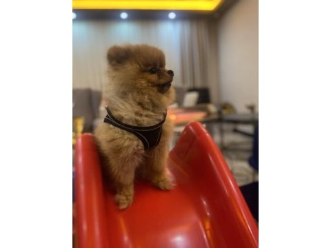 Uygun fiyata sağlıklı pomeranian boo