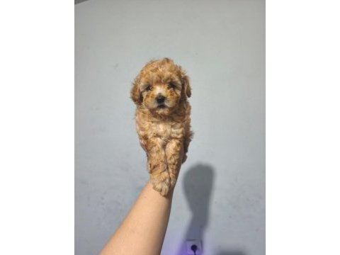 Toy poodle yavrular