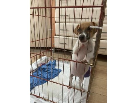 Jack russell 2,5 aylık