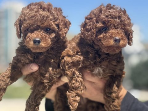 Petmode köpek çiftliğinde ziyarete açık toy poodle