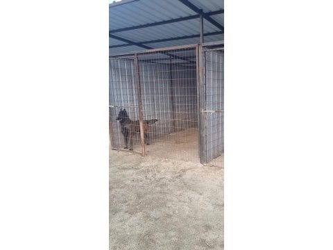 Bayrama ömürlük malinois dostunla gir