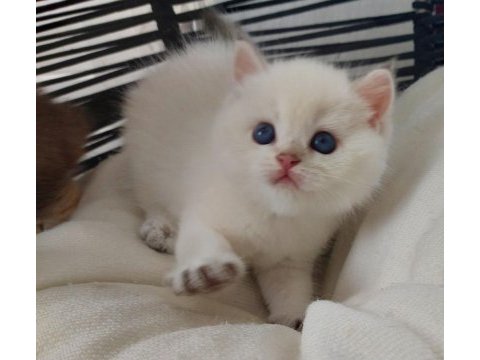 Safkan british shorthair açıklamayı okuyun lütfen