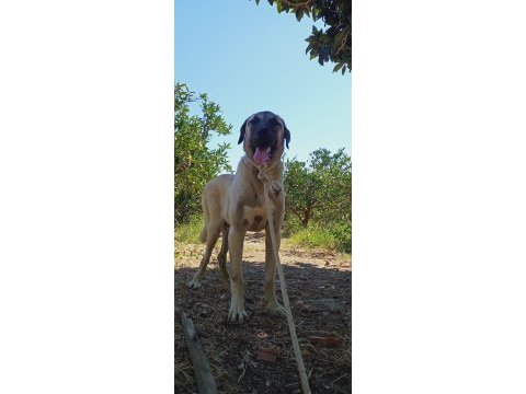 2 yaşında anadolu çoban köpeği