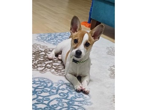 6 aylık terrier yavrumuz