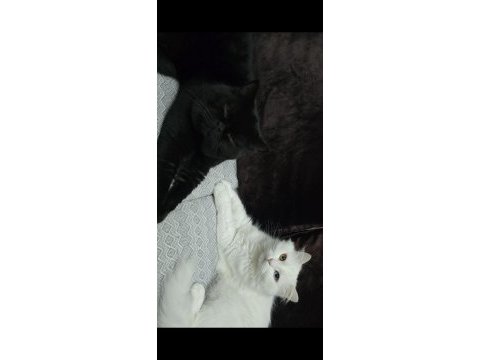 2 yaşındaki kedimiz takip koşulu sahiplendirilecektir