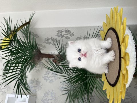 British longhair silver yavrular