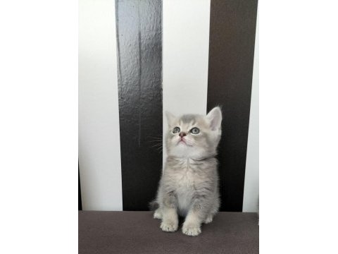 British shorthair blue golden ay11 erkek yavru
