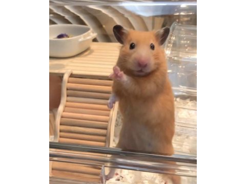 Hamster-gonzales yavrularımız heryere gönderim