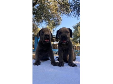 Muhteşem cane corso yavrularımız