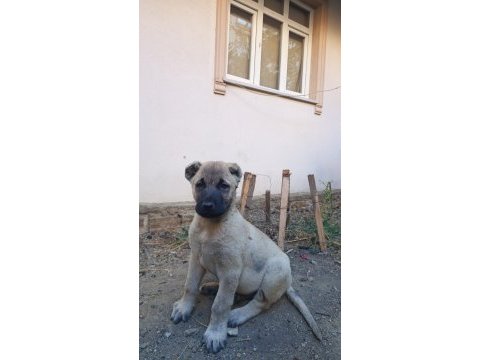 Kangal yavrusu satiliktir