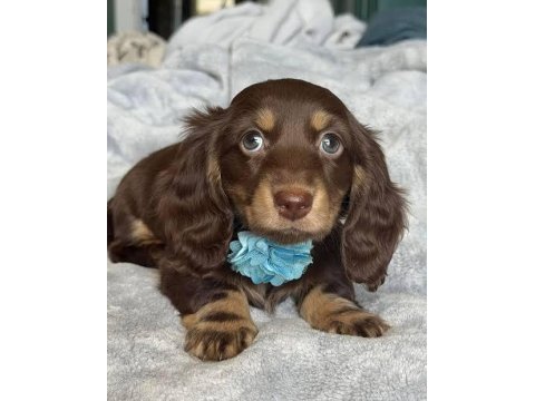 Uzun tüylü chocolate and tan aşılı dachshund bebekler