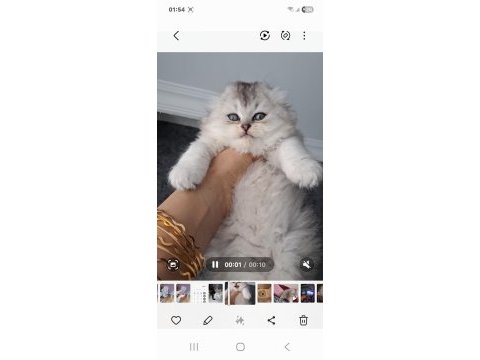 Çok sağlıklı british longhair
