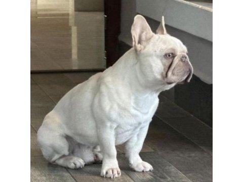 Üst düzey erkek french bulldog