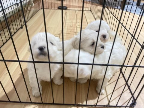 Veterinerden antialerjik %100 safkan ithal maltese terrier