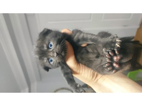 Hemen teslim mükemmel scottish fold tuvalet eğitimli