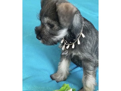 Anne altından rezerve schnauzer bebekler
