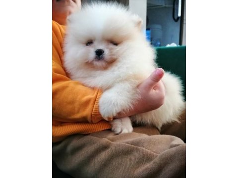 Ultra kalite ayı surat pomeranian boo