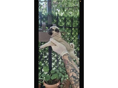 Güzel kaliteli pug yavrulara sahip olmak isteyenler için
