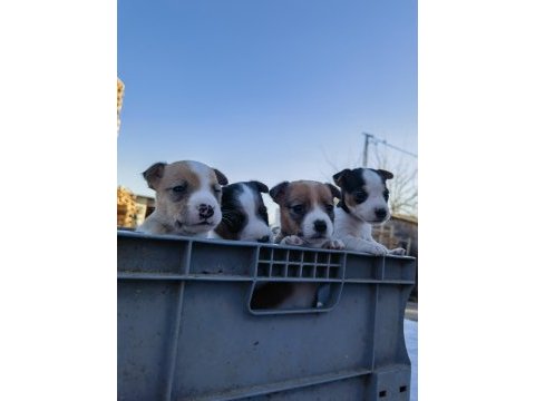 Jack russell orjinal yavrularımız