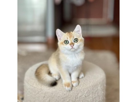 Safkan british shorthair golden erkek yavru