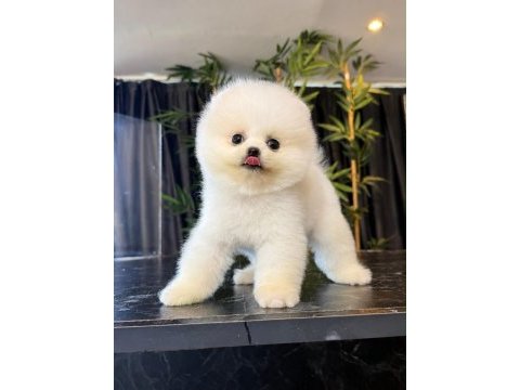 Orjinal pomeranian boo