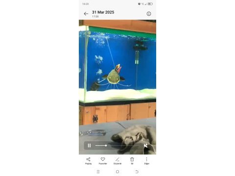 50 cm kedi balığı