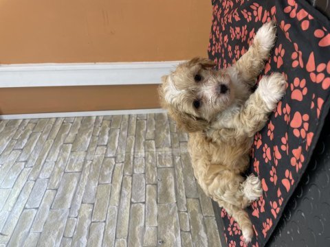 Maltipoo bebek köpekler teslime hazır