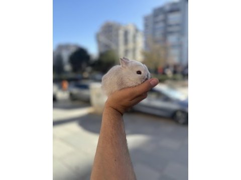 Cüce bebek isteyenlere