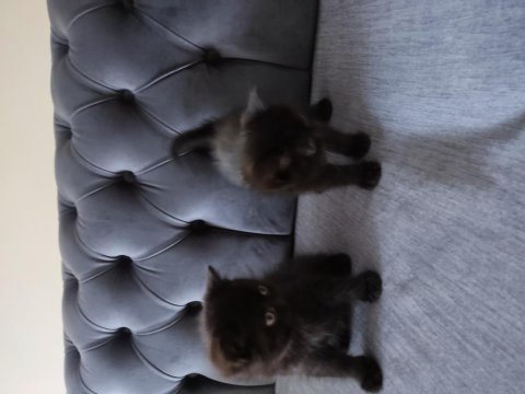 Yavru kedim british shorthair