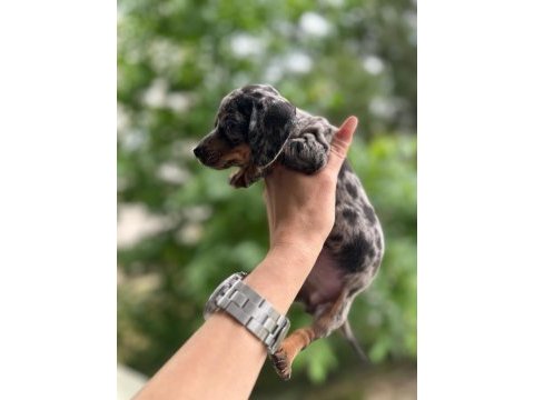 Show kalite sosis köpek yavrularımız