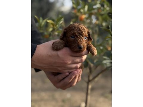 Sevgi ile büyüyen poodle yavrularım yeni ailelerini arıyor