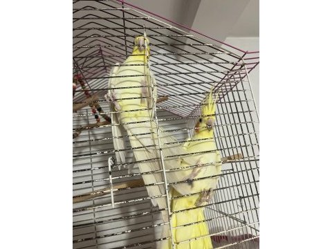 Takım lutino sultan papağanı yavru yumurta alındı